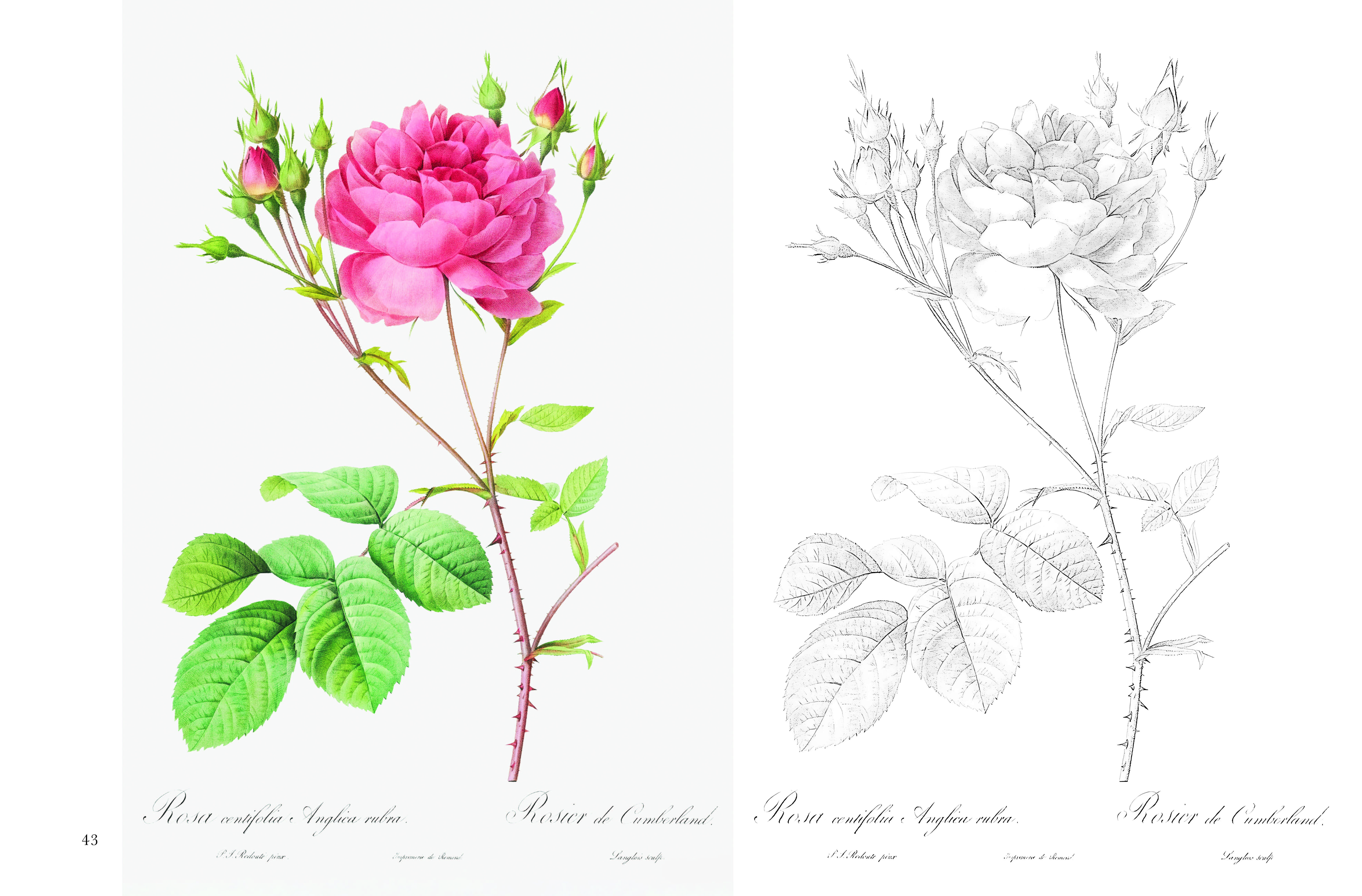 ルドゥーテ　薔薇　ボタニカルアート　絵　ピンク　バラ　ゴールド　額 ポストカード塗り絵 ルドゥーテの美しいバラ ～ボタニカルアート