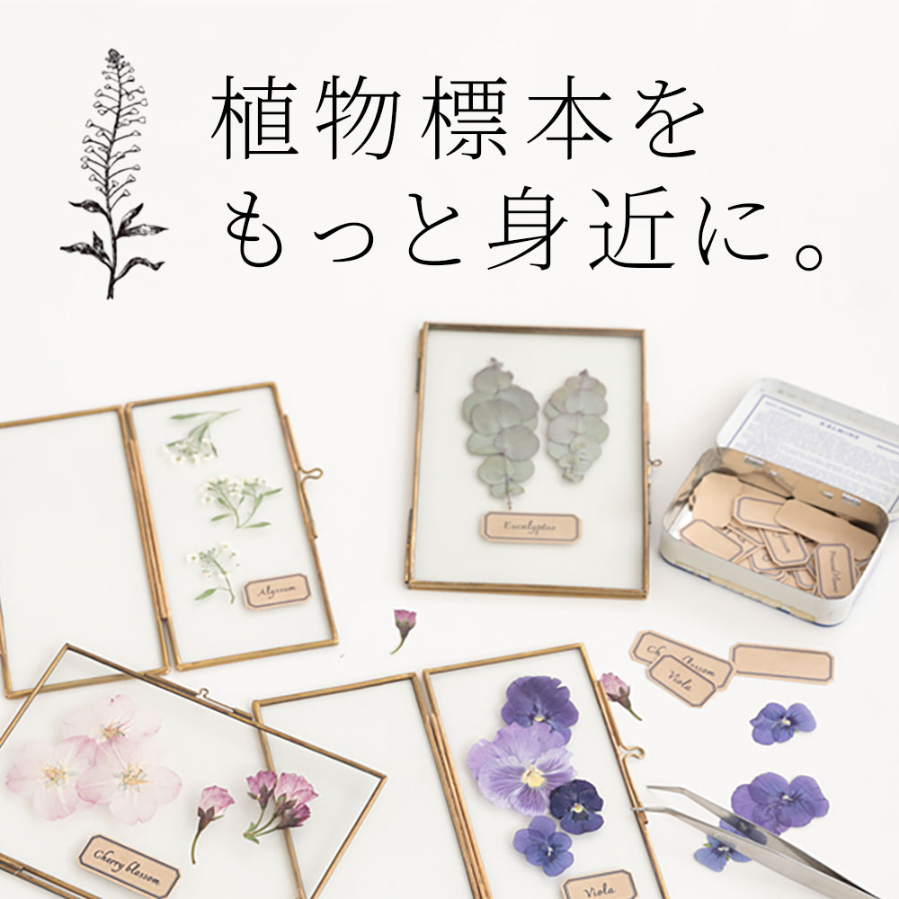 植物標本